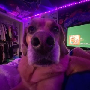 Meet your Posher, Bella